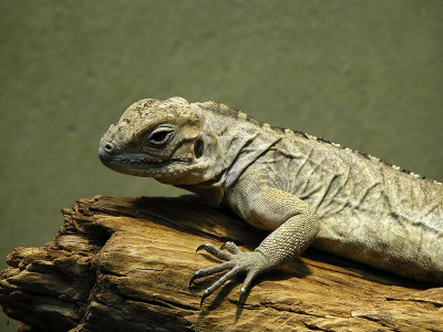 Reptile Sunning On Log Close-Up by Ilona Wellmann Pricing Limited Edition Print image