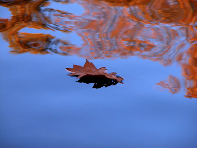Oak Leaf Floating In Water by Ilona Wellmann Pricing Limited Edition Print image