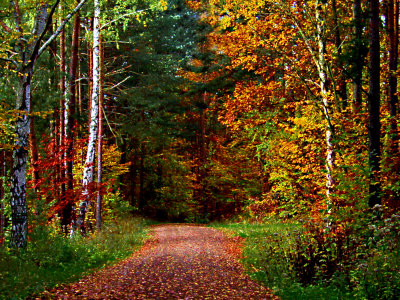 Narrow, Dirt Road Through Autumn Woods by Ilona Wellmann Pricing Limited Edition Print image