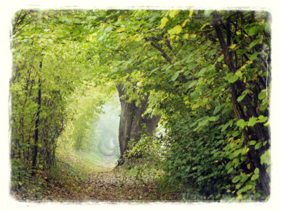 Pathway Through Tunnel Of Trees Along North Shore Of Lake Constance West Of Village Of Meersburg by Images Monsoon Pricing Limited Edition Print image