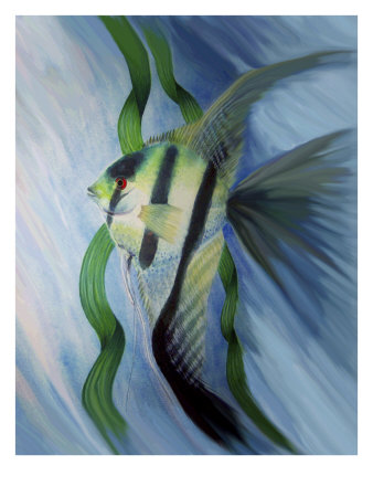 Angelfish Swims Near Grass by Images Monsoon Pricing Limited Edition Print image