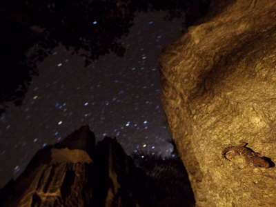 Gecko Endemic To The Tsingy by Stephen Alvarez Pricing Limited Edition Print image