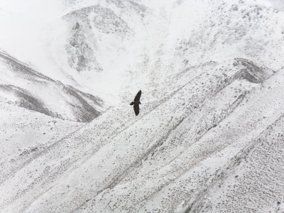 Lammergeier Flying Over Karlum Ridge by Steve Winter Pricing Limited Edition Print image