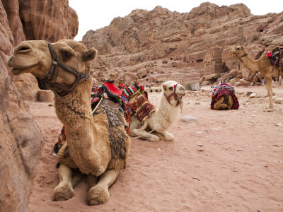 Group Of Camels Sit Patiently On A Cloudy Day by Taylor S. Kennedy Pricing Limited Edition Print image