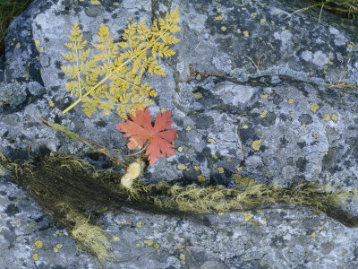 Subalpine Flora On A Rock by Thomas J. Abercrombie Pricing Limited Edition Print image