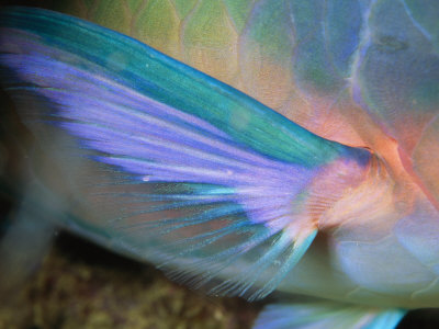 Close View Of The Pectoral Fin Of A Parrotfish Fish by Tim Laman Pricing Limited Edition Print image