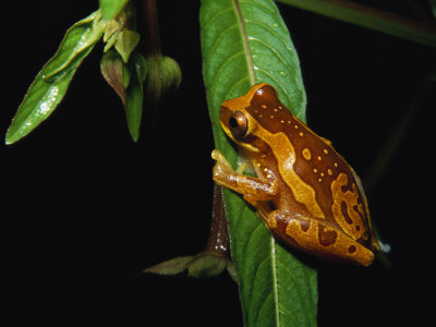 Hourglass Tree Frog, Hyla Ebraccata, Clinging To Leaf by Tim Laman Pricing Limited Edition Print image