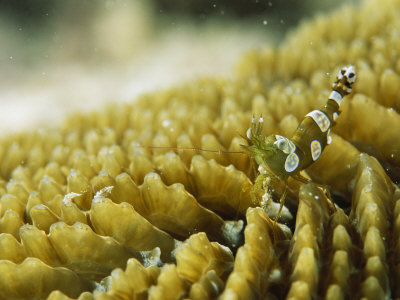Squat Shrimp, Thor Amboinensis, On A Mushroom Coral by Tim Laman Pricing Limited Edition Print image