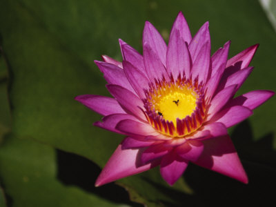 Water Lily, Nymphaea Species, With A Small Insect In It's Center by Tim Laman Pricing Limited Edition Print image