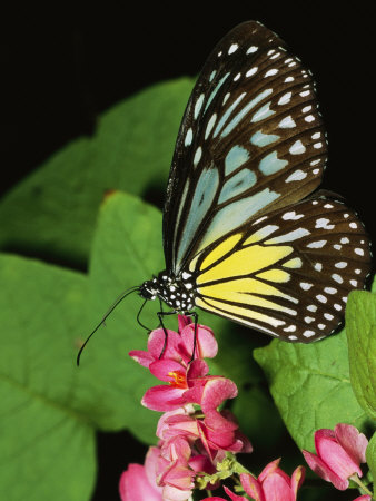 Yellow Glassy Tiger Butterfly, Parantica Aspasia, On A Flower by Tim Laman Pricing Limited Edition Print image