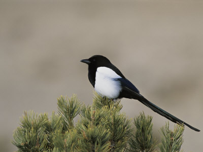 Black-Billed Magpie by Tom Murphy Pricing Limited Edition Print image