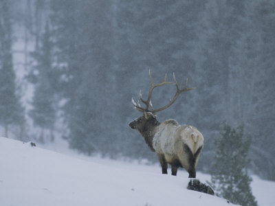 Bull Elk (Cervus Elaphus) In Snow by Tom Murphy Pricing Limited Edition Print image