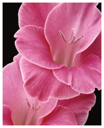 Gladiolus V by Danny Burk Pricing Limited Edition Print image