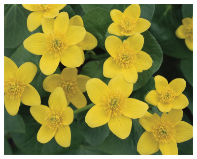 Marsh Marigolds by Danny Burk Pricing Limited Edition Print image