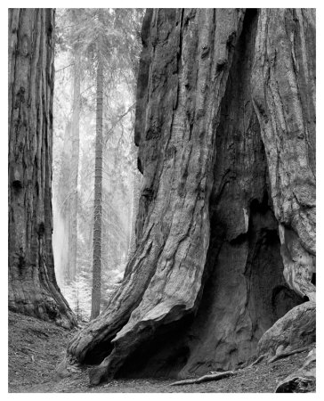 Sequoia Trunks And Beams Ii by Danny Burk Pricing Limited Edition Print image