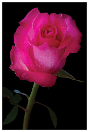 For You by Harold Davis Pricing Limited Edition Print image