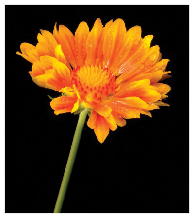 Gaillardia Grandiflora by Harold Davis Pricing Limited Edition Print image