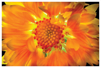 Gaillardia Lit From Behind by Harold Davis Pricing Limited Edition Print image