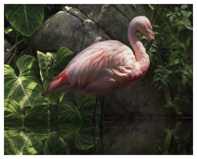 Dark Flamingo by Steve Hunziker Pricing Limited Edition Print image