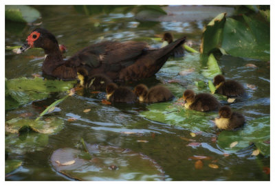 Ducky Swim by Steve Hunziker Pricing Limited Edition Print image