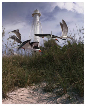 Lighthouse Terns Ii by Steve Hunziker Pricing Limited Edition Print image