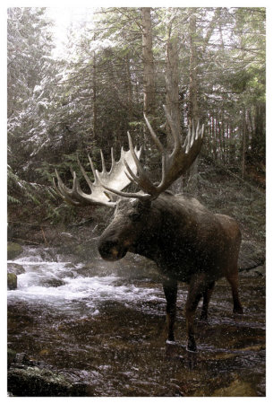 Moose Creek by Steve Hunziker Pricing Limited Edition Print image