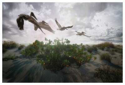Sunset Pelicans by Steve Hunziker Pricing Limited Edition Print image