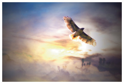 Freebird by Stephanie Laird Pricing Limited Edition Print image