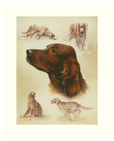 Irish Setter by Libero Patrignani Pricing Limited Edition Print image