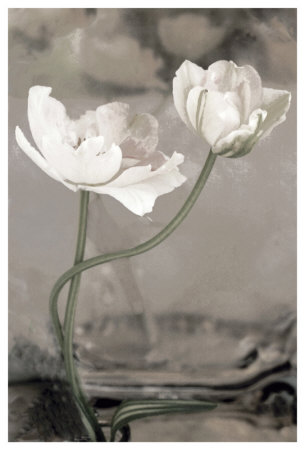 White Tulip Celebration I by Richard Sutton Pricing Limited Edition Print image