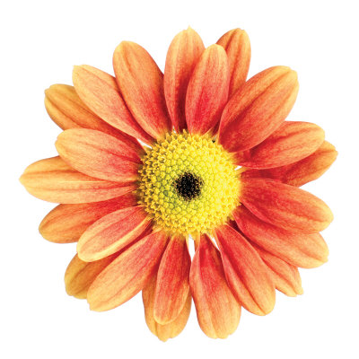 Orange Gerbera by Christine Zalewski Pricing Limited Edition Print image