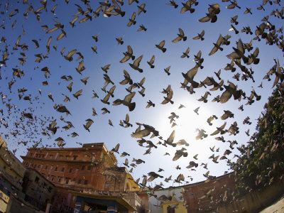 India Birds by Scott Stulberg Pricing Limited Edition Print image