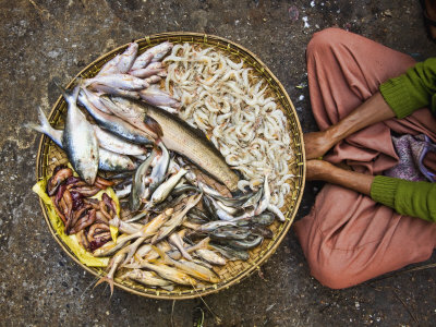 Woman With Basket Of Fish In Outdoor Fish Market by Scott Stulberg Pricing Limited Edition Print image