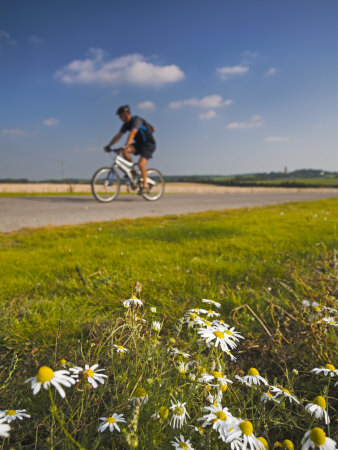 Lone Cyclist Rides Along An Off-Road Track, Horton, Dorset, England, United Kingdom, Europe by Adam Burton Pricing Limited Edition Print image