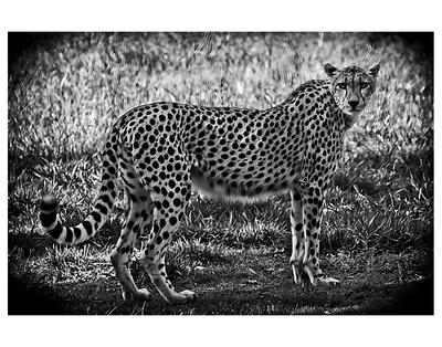 Cheetah B+W by Michael Polk Pricing Limited Edition Print image