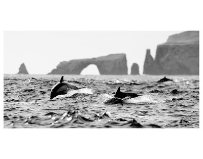Dolphins At Anacapa Arch by Steve Munch Pricing Limited Edition Print image