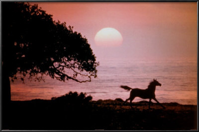 Running Horse At Sunset by Julie Habel Pricing Limited Edition Print image