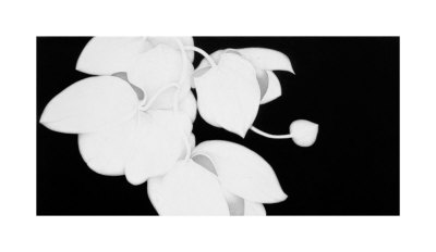 Orchid Diptych Ii by Sang-Geun Cho Pricing Limited Edition Print image