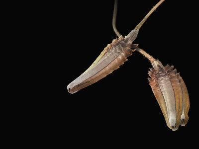 Composite Flower (Asteraceae) Sticky Seed Capsules. Sem, Rem by Martin Oeggerli Pricing Limited Edition Print image