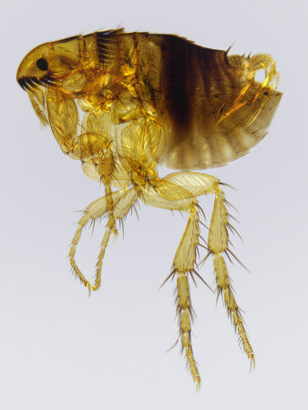 Male Cat Flea by Wim Van Egmond Pricing Limited Edition Print image