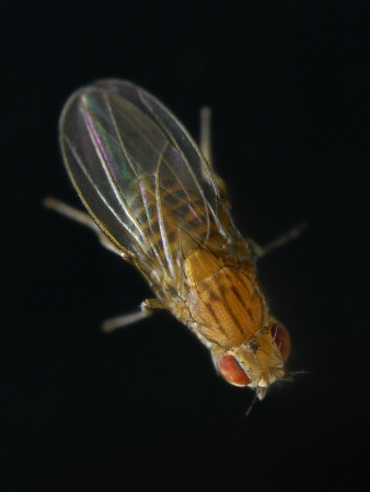 Fruitfly by Wim Van Egmond Pricing Limited Edition Print image