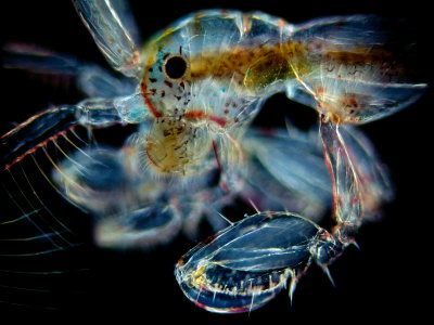 Ghost Shrimp Head And Claws by Wim Van Egmond Pricing Limited Edition Print image