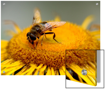 Close-Up Of A Bee On A Yellow Flower by I.W. Pricing Limited Edition Print image