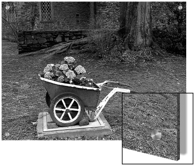Flowers Growing In Wheelbarrow Planter In Backyard by I.W. Pricing Limited Edition Print image