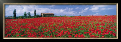 Tuscany, Field Of Poppies by Tom Mackie Pricing Limited Edition Print image