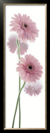 Gerbera Hybrida by Richard Fischer Pricing Limited Edition Print image