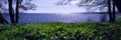 Green Vegetation Near Blue Water by Bjorn Wiklander Pricing Limited Edition Print image