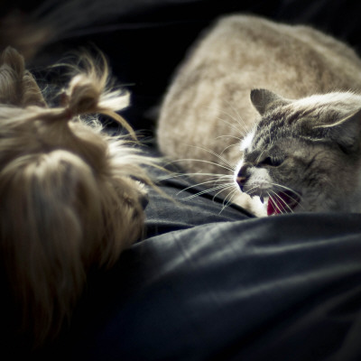 Curious Dog And Angry Cat by Brooke Pennington Pricing Limited Edition Print image