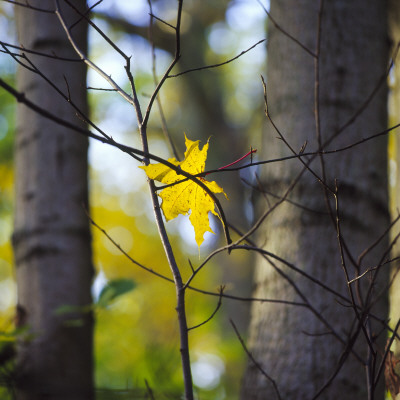 Close-Up Of A Maple Leaf On Twigs by Inge Ekstrom Pricing Limited Edition Print image