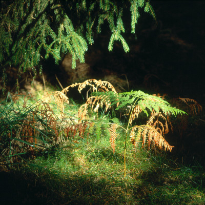 A Dying Branch On A Fir Tree by Inge Ekstrom Pricing Limited Edition Print image